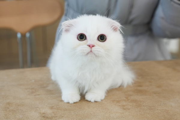 폴드_50_여_하니캣(15).jpg