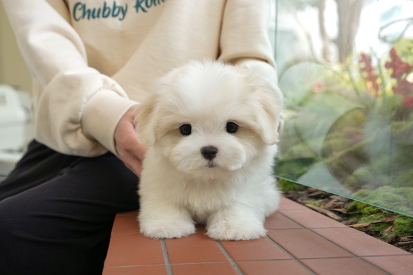 꼬똥_전화문의_남아_수아펫_140.jpg
