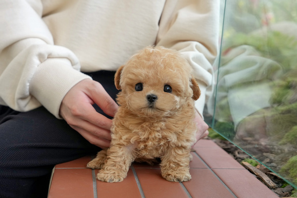 말티푸_전화문의_남아_(주)에이스켄넬_70.jpg
