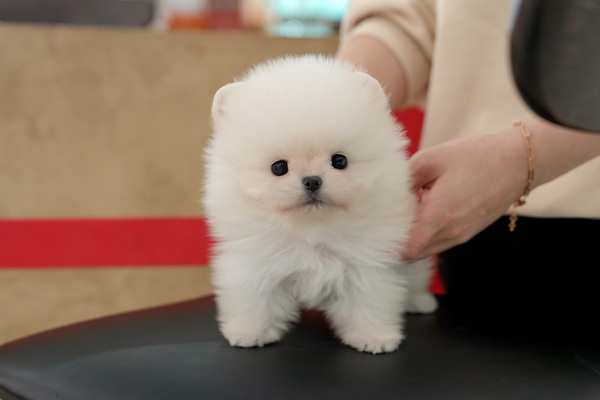 포메_40_여아_이미자_22.jpg