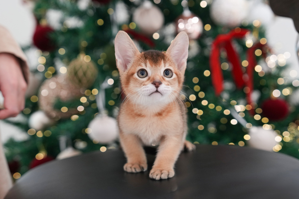 아비_40_남_나무밑고양이(13)_루디.jpg