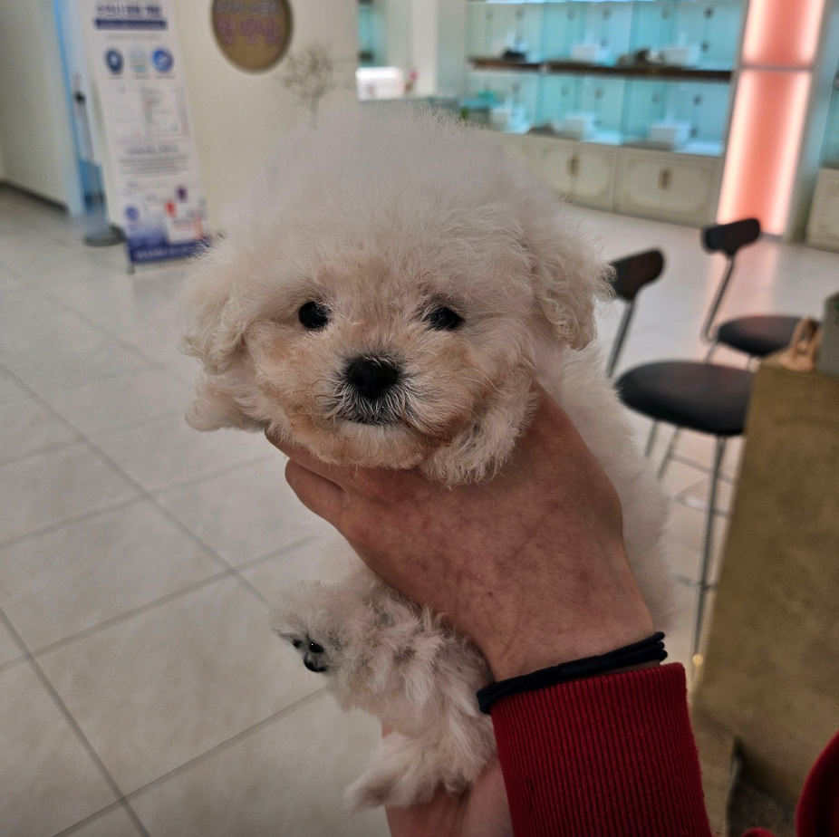 담비 보호자_상세페이지_1