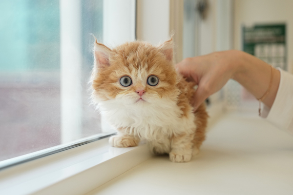 셀커_85_여_멧골냥이(32).jpg