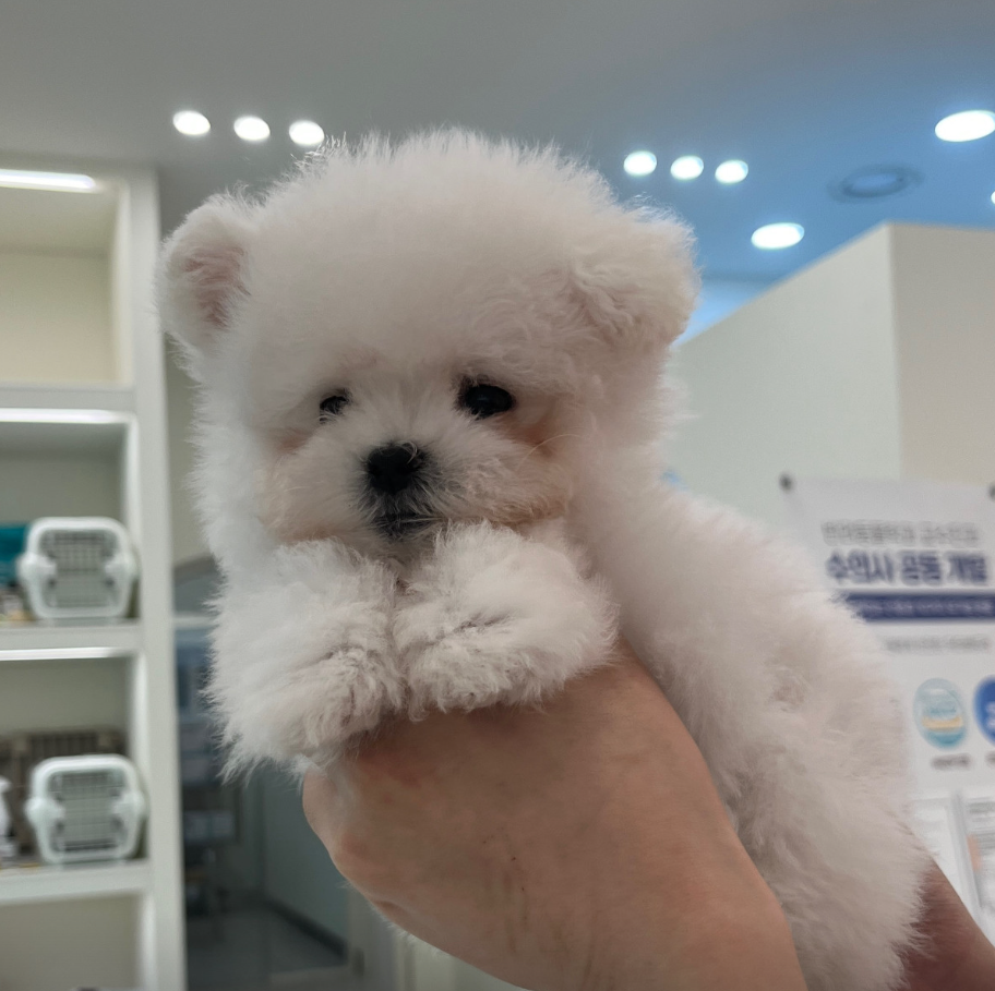 위니 보호자_상세페이지_1