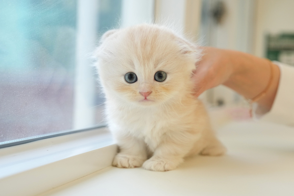 폴드_40_남_냥이와양이(10).jpg