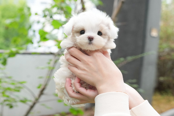 말티즈_남_녹산(18) 40.jpg