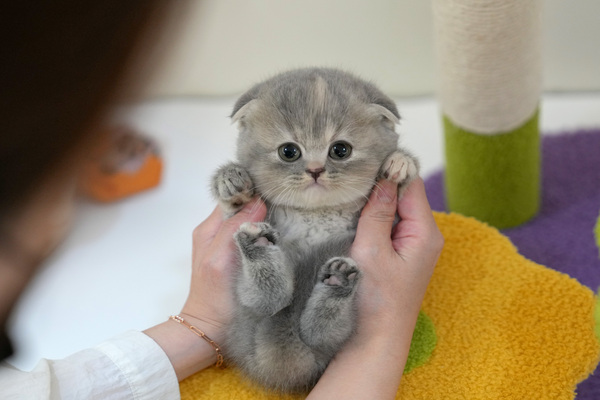 폴드_35_여_냥이와양이(8).jpg