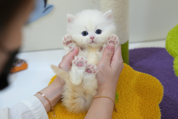 페르_35_남_멧골냥이(9).jpg