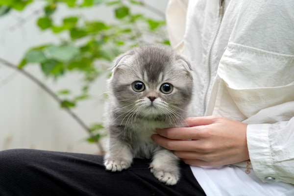 폴드_45_남_냥이와양이(14).jpg