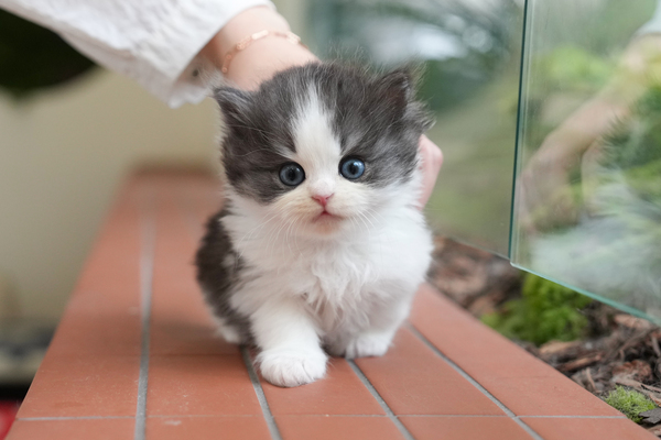 페르_45_남_Melody(23).jpg