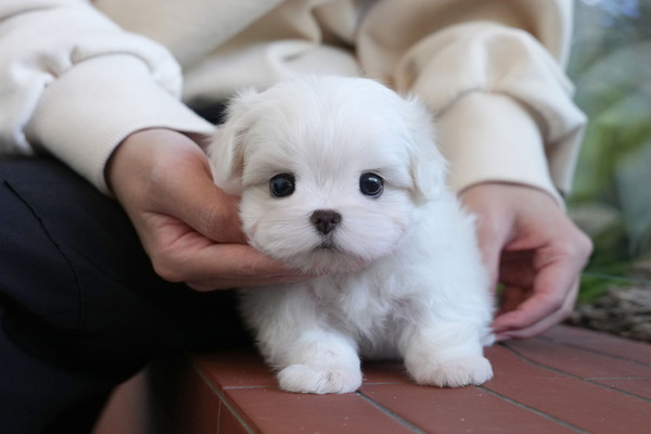 말티즈_여_녹산(19) 40.jpg