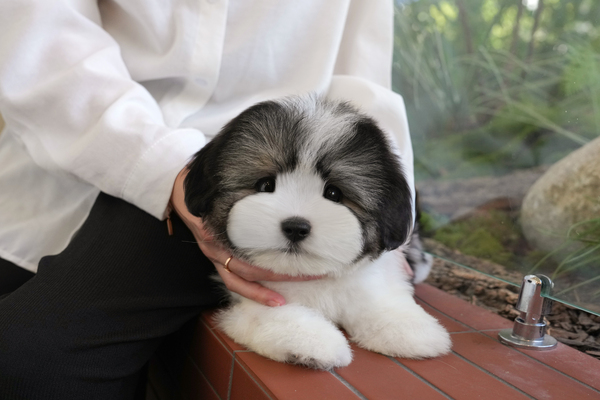 꼬똥(혈통서)_전화문의_남아_허니미스트(285).jpg