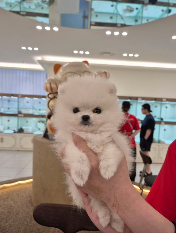 미노 보호자_상세페이지_1